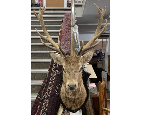 Large taxidermy stags head with 13 point antlers&nbsp;