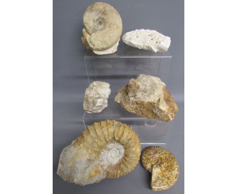 Ammonite fossils and geodes&nbsp;