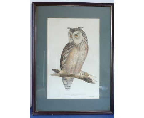 A colour print after Edward LEAR, 'Eastern Great Horned Owl (Bubo Ascalaphus)';&nbsp;some minor foxing,&nbsp;framed and glaze