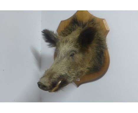 A taxidermy boars head on a light oak shield shaped mount, 65x46cm 
