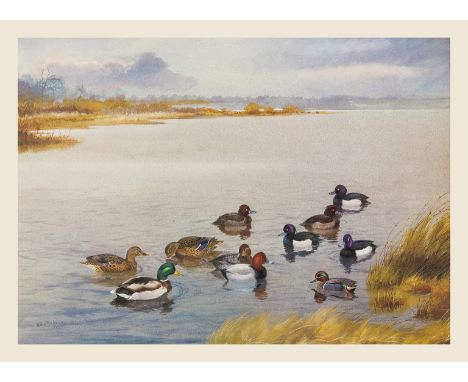 NO RESERVE Birds.- Rickman (Philip) A Selection of Bird Paintings and Sketches, one of 500 copies signed and numbered by auth