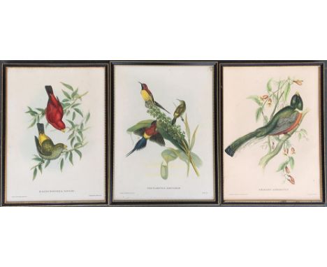 After John Gould and Henry C. Richter, three lithograph bird studies, Nectarinia Gouldiae; Trogon Ambiguus; Haematospiza Sipa