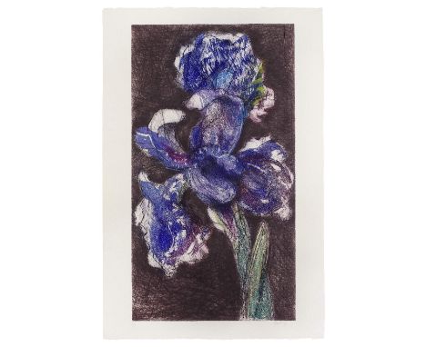 William Kentridge (South African, born 1955)Dutch Iris II Etching and aquatint in colours, 1993-98, on Arches wove paper, sig