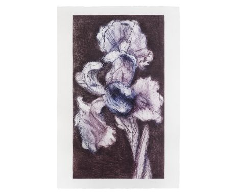 William Kentridge (South African, born 1955)White Iris Etching and aquatint in colours, 1998, on Rives wove paper, signed and