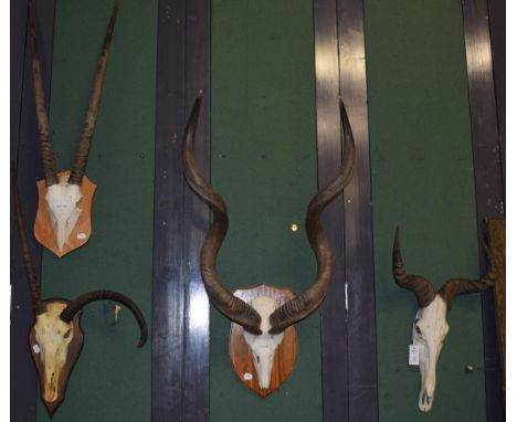 Antlers/Horns: African Hunting Trophy Horns, circa 1989, Cape Greater Kudu adult male horns on cut upper skull, mounted upon 