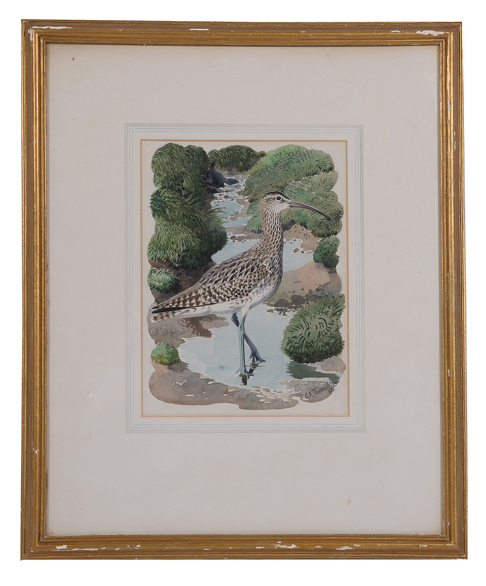 δ Charles Frederick Tunnicliffe (British 19011979) Whimbrel