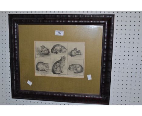 An early 20th Century framed lithograph print; cat study