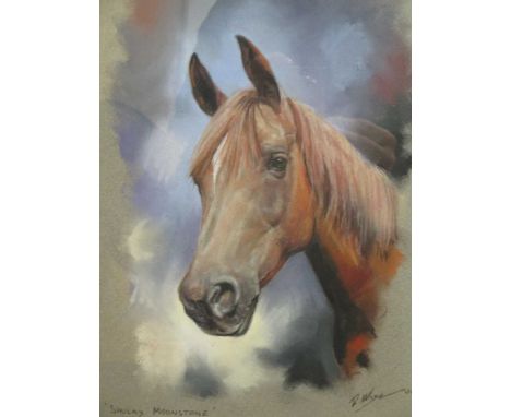 Richard Wise, study of a horse, 'Shulay Moonstone, signed and dated 'R Wise 01', watercolour and gouache, 28.5 x 23.5cm