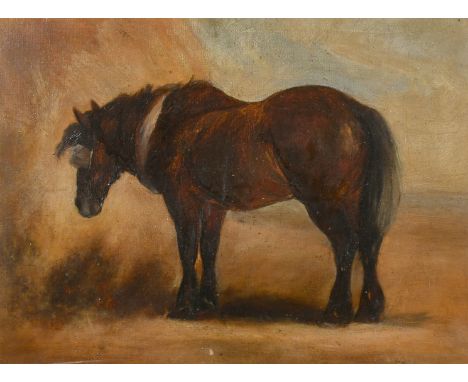 19th Century English School, a portrait of a horse, oil on canvas, 11" x 15" (28 x 38cm).