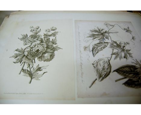 A large quantity of unframed engravings and drawings, to include botanical and architectural examples, all loose (a lot)