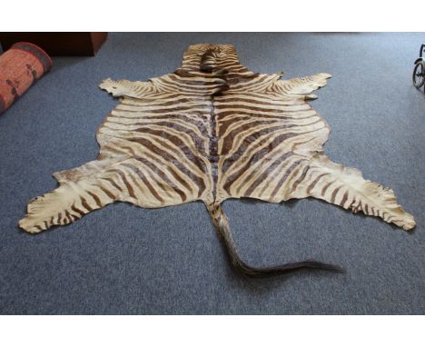 A large zebra skin (probably Burchell's zebra, Equus Quagga Birchellii): beige with light brown stripes (223cm not including 