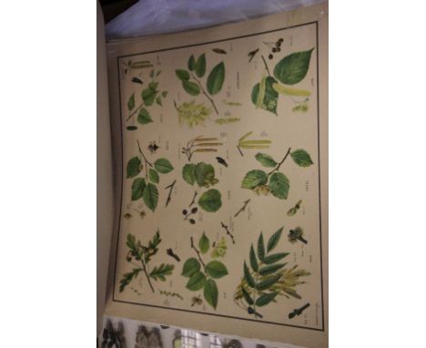 A collection of vintage Educational Nature Posters / prints various subjects including plant life, flowers, insects etc 