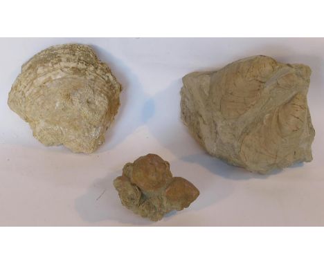 Fossils: A fossilised complete oyster with top and bottom shells and two other examplesthe largest 17cm.; 7ins longProvenance