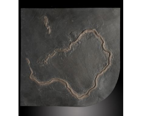 Fossil cast: A museum cast of a fossil python from the Messel Pits40cm.; 16ins by 40cm.; 16insProvenance: Emmen Zoo Collectio