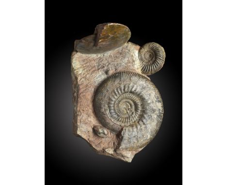 Fossils: An unusual Ammonite and Nautiloid group with fossil sea shells on matrix26cm.; 10insProvenance: Emmen Zoo Collection