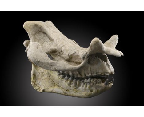 Fossil skull: A Brontotherium, Megacerops, skullNorth American, Late Eocene71cm.; 28ins longProvenance: Emmen Zoo Collection.