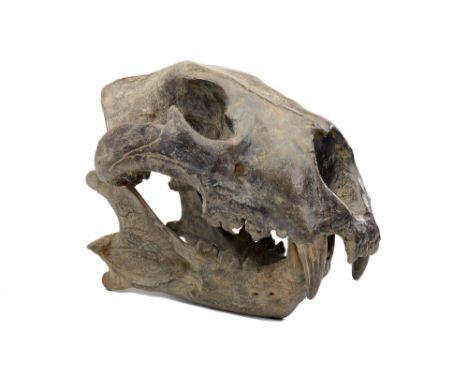 Fossil casts: A group of three museum casts of prehistoric animalsthe largest 49cm.; 19ins longProvenance: Emmen Zoo Collecti