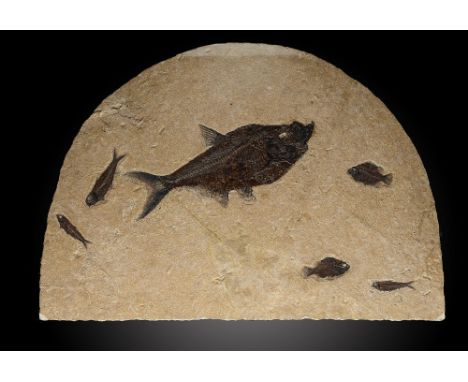 A fossil fish plaqueGreen River formation, Wyoming, Eoceneincluding Diplomystus, Knightia spp. and Priscacara specimens66cm.;