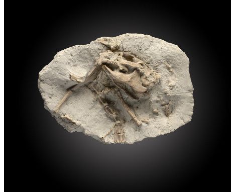 Fossils: An unidentified fossil rodentprobably a squirrel from South Dakota11cm.; 4½insProvenance: Emmen Zoo Collection.  See