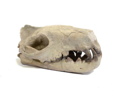 A rare fossil pig skull, possibly Archaeotherium mortoniSouth Dakota, Oligocene30cm.; 12ins longProvenance: Emmen Zoo Collect