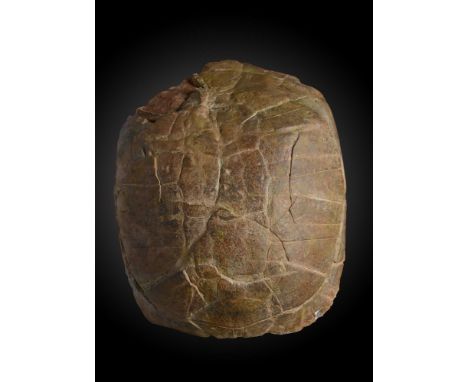 A fossil tortoise carapaceSouth Eastern U.S.A.20cm.; 8insProvenance: Emmen Zoo Collection.  See footnote to lot 1 for more in