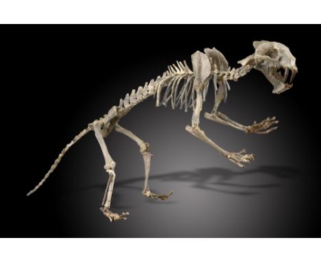 Fossil skeleton: A rare fossilised Sabre tooth cat, probably Hoplophoneus primaevusNorth America, late Eocene/early Oligocene