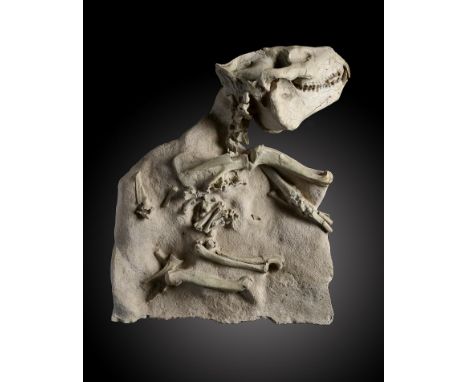 A fossil Oriodont skeleton, probably MericoidionSouth Dakota, Late Oligocenein matrix49cm.; 19ins highProvenance: Emmen Zoo C