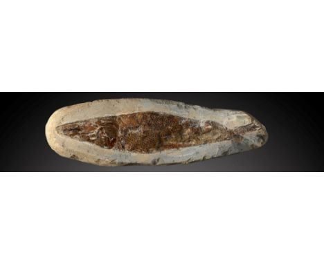 A similar fossil fishSantana formation, Brazil, Cretaceouswith wall fixings28cm.; 11ins long (See footnote to lot 49) Provena