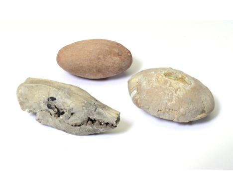 Fossil skull: A fossilised rodent skullage and origin unknown7cm.; 3ins longProvenance: Emmen Zoo Collection.  See footnote t