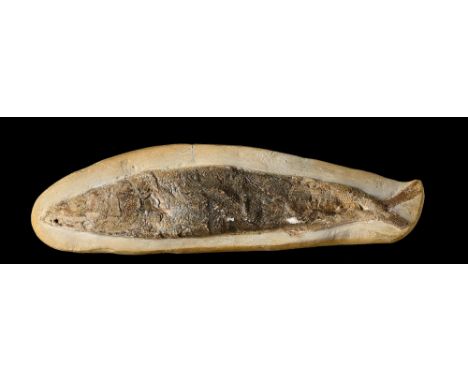 A small fossil fishSantana formation, Brazil, Cretaceouswith wall fixings24cm.; 9½ins long (See footnote to lot 49)Provenance