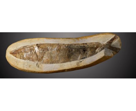 A similar fossil fishSantana formation, Brazil, Cretaceous17cm.; 6½ins long (See footnote to lot 49)Provenance: Emmen Zoo Col