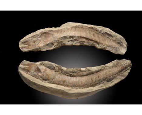 A fossil fish in positive/negative halvesSantana formation, Brazil, Cretaceous48cm.; 19ins long (See footnote to lot 49)Prove