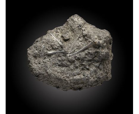 A rare fossil bird in matrix Pleistocene, La Brea Tar Pits, California16cm.; 6½insProvenance: Emmen Zoo Collection.  See foot