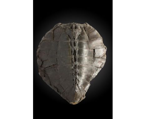 A fossil turtle shell21cm.; 8insProvenance: Emmen Zoo Collection.  See footnote to lot 1 for more information.Potential buyer