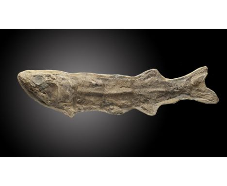 A similar fossil fishSantana formation, Brazil, Cretaceous41cm.; 16ins long (See footnote to lot 49)Provenance: Emmen Zoo Col