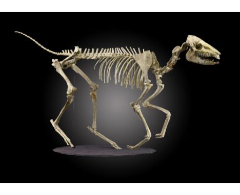 Fossil skeleton: A rare fossilised Eohippus skeletonSouth Dakota, early Eocene122cm.; 48ins long Eohippus, literally |dawn ho