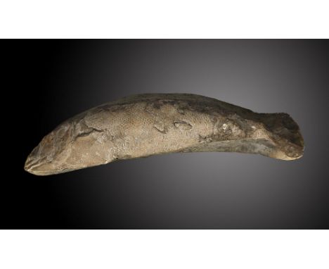 A large fossil fishSantana formation, Brazil, Cretaceous36cm.; 14ins longProvenance: Emmen Zoo Collection. See footnote to lo