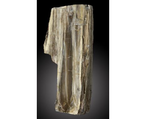 A fossil wood sectionprobably Western U.S.A.35cm.; 14insProvenance: Emmen Zoo Collection.  See footnote to lot 1 for more inf