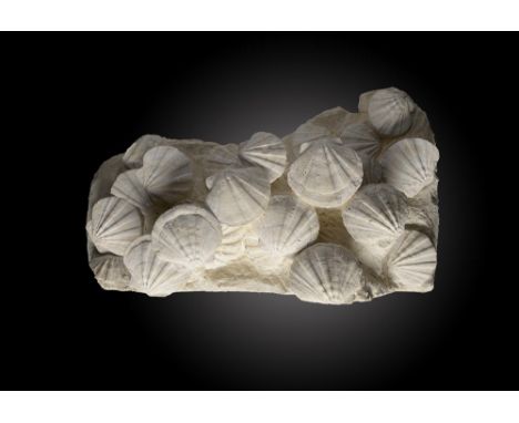 A fossil Pecten plaqueMiocene80cm.; 31½ins wideProvenance: Emmen Zoo CollectionThe following 183 Lots are being offered for s