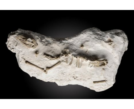A fossil camel skeleton Western U.S.A.in matrix71cm.; 28ins longProvenance: Emmen Zoo Collection.  See footnote to lot 1 for 