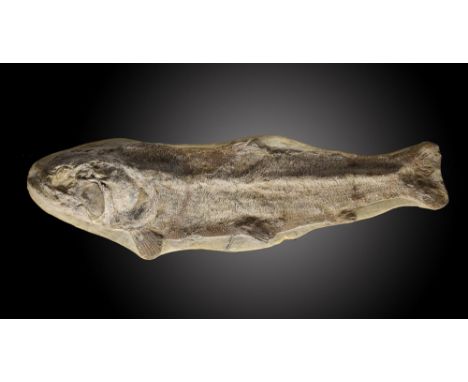 A similar fossil fishSantana formation, Brazil, Cretaceous73cm.; 29ins long (See footnote to lot 49)Provenance: Emmen Zoo Col