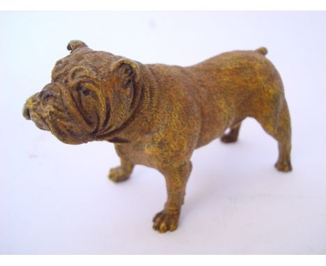 A Bergmann style Austrian cold painted bronze of a standing English bull dog, unmarked, 8cm high. 