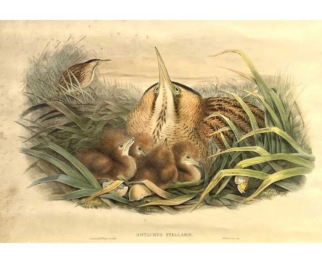 Framed, hand coloured print of Bittern and Family titled "Botaurus Stellaris" by J Gould and H.C Richter, del et lit and Walt