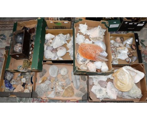 Bulk quantity of geology related collectable's, including shells and stones 