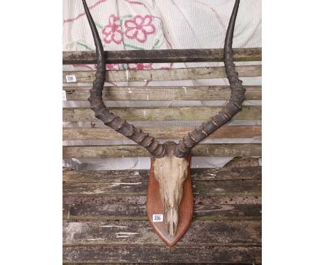 PAIR OF KUDU HORNS &amp; SKULL MOUNTED ON PLAQUE
