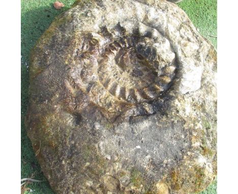Large Ammonite fossil 77cm x 66cm approx 