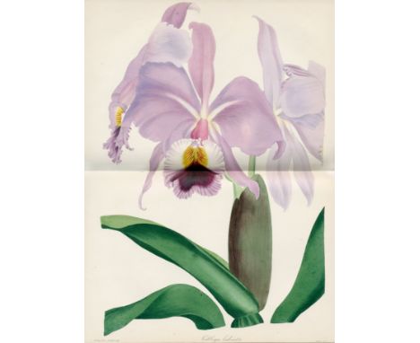 PAXTON (JOSEPH)The Magazine of Botany, and Register of Flowering Plants, 16 vol.,  717 hand-coloured engraved and lithographe