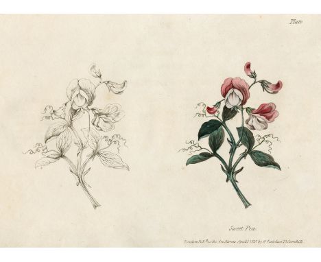 DRAWING MANUAL - BOTANICALTESTOLINI (GAETANO) Rudiments of Drawing, Shadowing, and Colouring Flowers in Water Colors; Contain