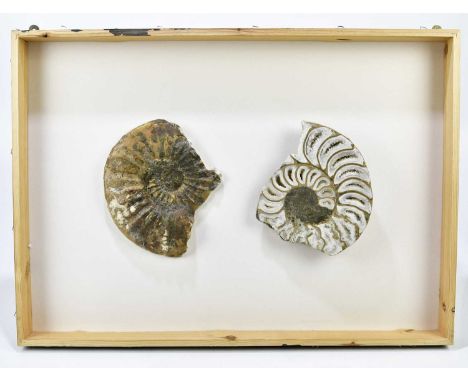 Two cross sections of an ammonite fossil, framed.