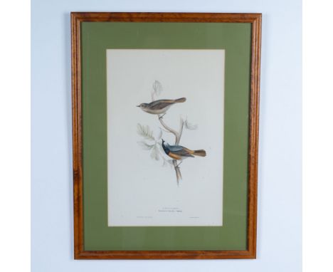 An original hand-colored lithograph on paper by John and Elizabeth Gould of two smalls birds known as Redstarts (Phoenicura r